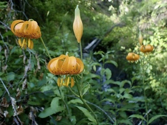 Lilium pardalinum wigginsii