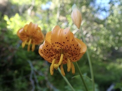 Lilium pardalinum wigginsii