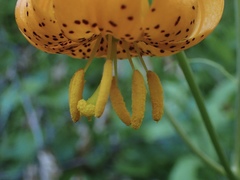 Lilium pardalinum wigginsii
