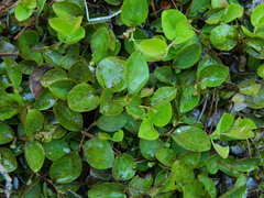 Gaultheria humifusa