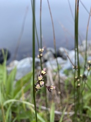Juncus balticus littoralis