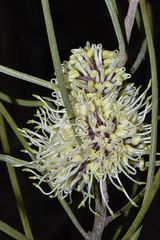 Hakea scoparia scoparia