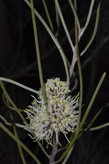 Hakea scoparia scoparia