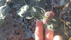 Asclepias solanoana