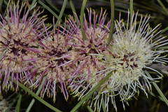 Hakea scoparia scoparia