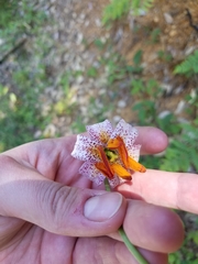 Lilium kelloggii