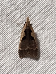 Dichomeris setosella