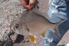 Diapterus peruvianus