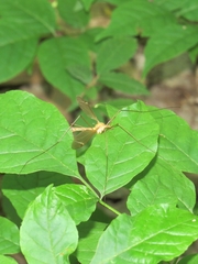 Tipula bicornis