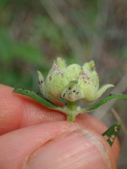 Monardella hypoleuca hypoleuca