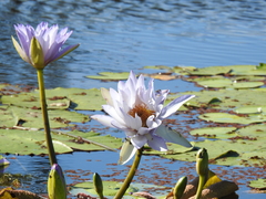 Nymphaea gigantea
