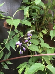 Solanum dulcamara