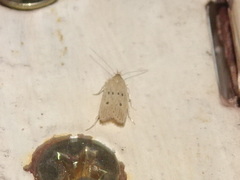 Autosticha kyotensis