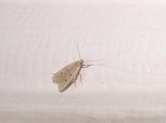 Autosticha kyotensis