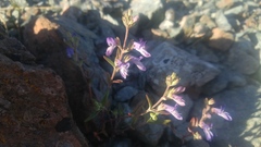 Collinsia greenei