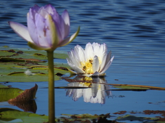 Nymphaea gigantea