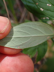 Monardella hypoleuca hypoleuca
