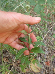 Monardella hypoleuca hypoleuca