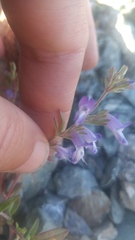 Collinsia greenei