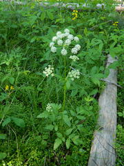 Ligusticum verticillatum