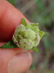 Monardella hypoleuca hypoleuca