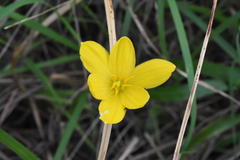 Zephyranthes pulchella