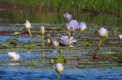 Nymphaea gigantea