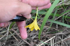 Zephyranthes pulchella