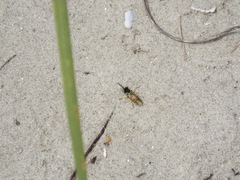 Microbembex monodonta