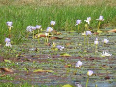 Nymphaea gigantea