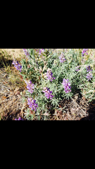 Lupinus excubitus