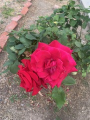 Rosa