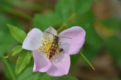 Typocerus velutinus