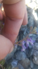 Collinsia greenei