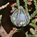 Callitris arenaria - Photo (c) Tim Hammer, algunos derechos reservados (CC BY), subido por Tim Hammer