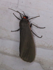 Virbia laeta