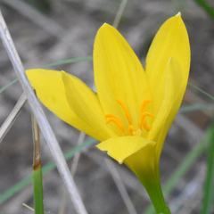 Zephyranthes pulchella