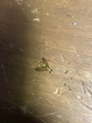 Ptecticus trivittatus