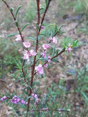 Hypocalymma robustum