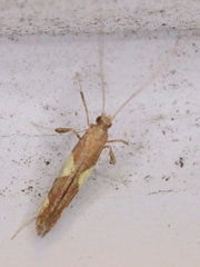 Caloptilia bimaculatella