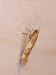 Caloptilia bimaculatella
