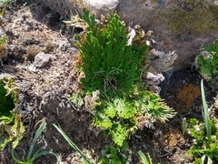 Selaginella nothohybrida