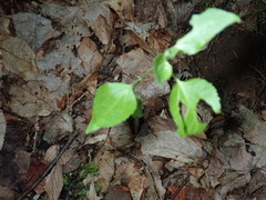 Populus balsamifera balsamifera