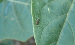 Formica francoeuri