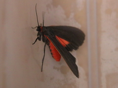 Virbia laeta
