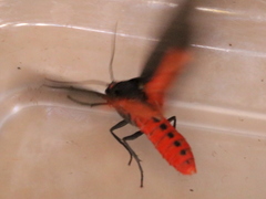 Virbia laeta