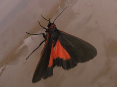 Virbia laeta