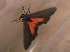 Virbia laeta