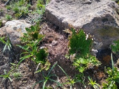 Selaginella nothohybrida