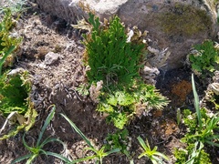 Selaginella nothohybrida